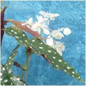 begonia_mac.wightii